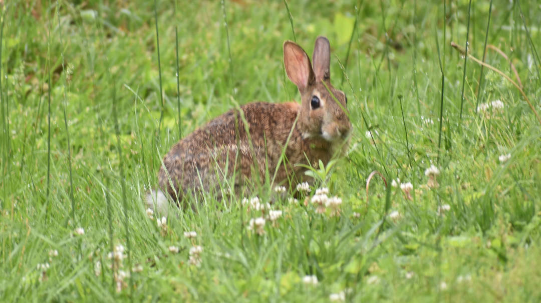 The Ethics of Animal Testing: Skin Irritation Test on Rabbits